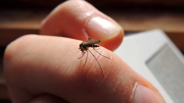 dengue zika chikungunya covid 19